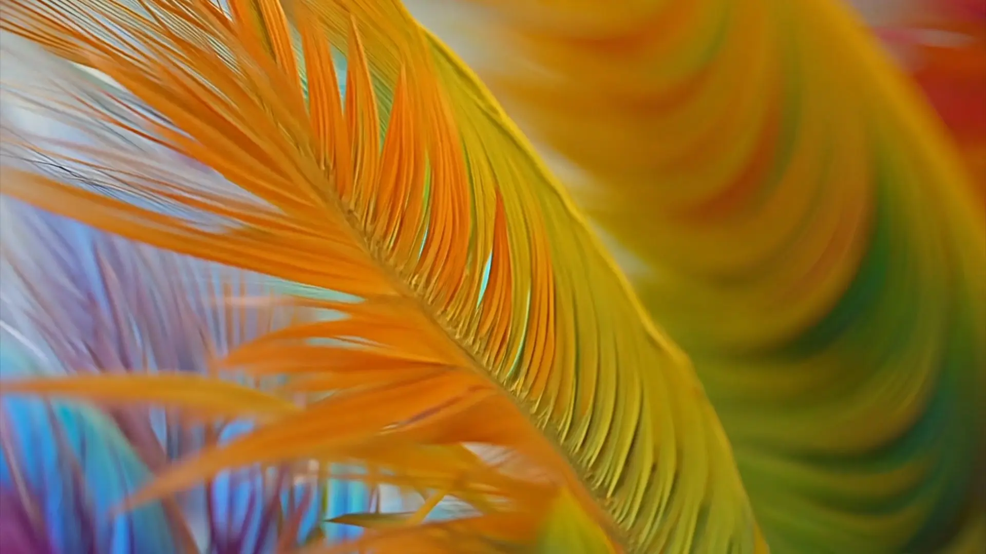 Vibrant Feather Motion Background for Title Animation